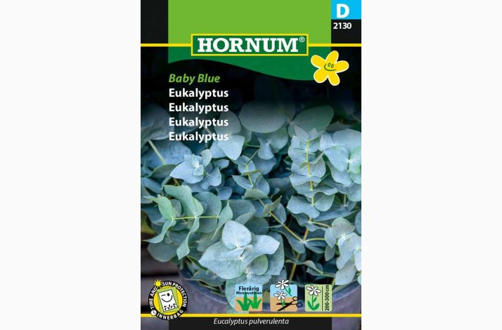Eukalyptus Baby Blue - Eukalyptus (min. 5 fr)