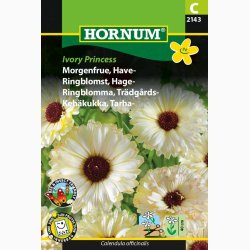 Morgenfrue Ivory Princess (min. 70 fr)