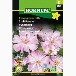 Stolt Kavaler, Cosimo Collarette (min, 40 fr)