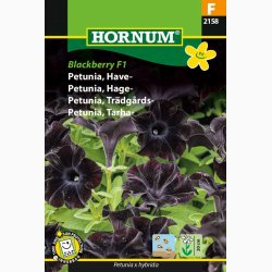 Petunia, Have-, Blackberry F1 (10 frpiller)