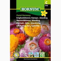 Evighedsblomst, Kmpe-, blanding Pastel Harmony ( min. 375 fr)