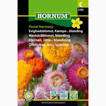 Evighedsblomst, Kmpe-, blanding Pastel Harmony ( min. 375 fr)