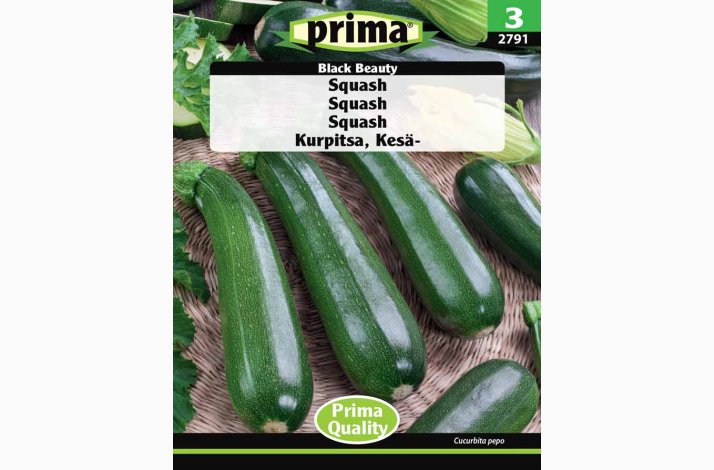 Squashfr Black Beauty (P) (Min. 7 fr)
