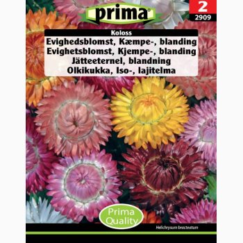 Evighedsblomst, Kmpe-, bl., Koloss (P) (min. 150 fr)