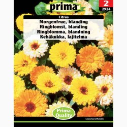 Morgenfrue, blanding (P), Citrus (min. 70 fr)