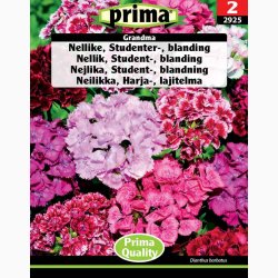 Nellike, Studenter-, bl., Grandma (P), (250 fr)