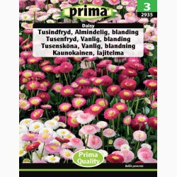 Tusindfryd, Almindelig, blanding, Daisy (P) (min. 200 fr�)