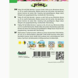Tusindfryd, Almindelig, blanding, Daisy (P) (min. 200 fr�)