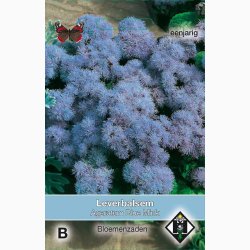 Ageratum mexicanum Blue Mink - Blkvast (ca. 300 fr)