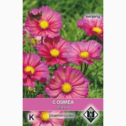 Cosmos bipinnatus Xsenia - Stolt Kavaler (ca. 40 fr)