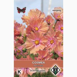 Blomsterfr, Cosmos bipinnatus Apricotta - Stolt Kavaler (ca. 50 fr)