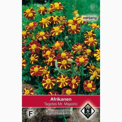 Tagetes mr.majestic - Fljlsblomst (ca. 30 fr)