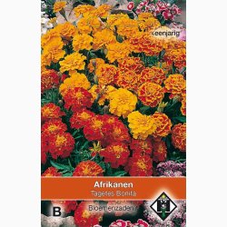 Tagetes patula nana Bonita - Fljlsblomst. (ca. 75 fr)