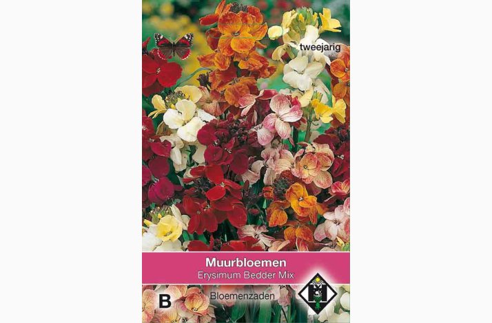 Erysimum cheiri bedder miks- Gyldenlak (ca. 300 fr)