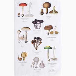 VISKESTYKKE (�kologisk bomuld) - SVAMPE