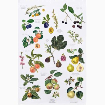 VISKESTYKKE (kologisk bomuld) - Frugt