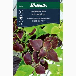 Coleus Rainbow Mix - Paletblad (min. 30 fr)