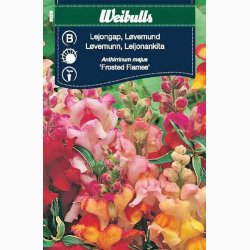 Blomsterfr Frosted Flames Miks - Lvemund