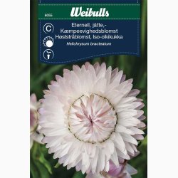 Kmpe Evighedsblomst silverpink