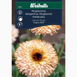 Morgenfrue Pygmy Buff - Morgenfrue (min. 65 fr)