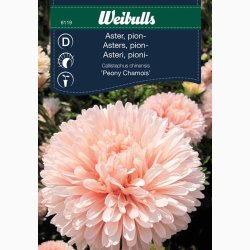 Asters, pion- aprikos Peony Chamois - Sommerasters (min. 60 fr)