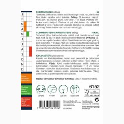 ASTERS POMPON SOMMER