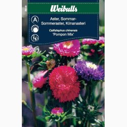 ASTERS POMPON SOMMER