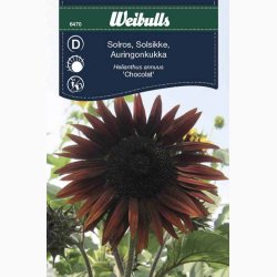 Solsikke, Helianthus annuus hj Chocolat (min. 40 fr)