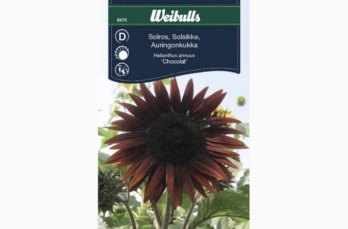 Solsikke, Helianthus annuus hj Chocolat (min. 40 fr)