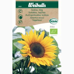 kologiske fr Solsikke Giganteus, hj KRAV