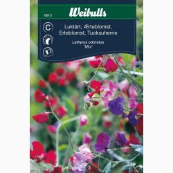 Fr, Lathyrus odoratus mix - rteblomst mix