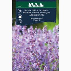 Nepeta kant mussinii Faassenii - Katmynte (min. 350 fr)