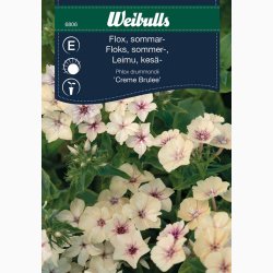 Floks, sommer- Creme Brulee (min 65 fr)