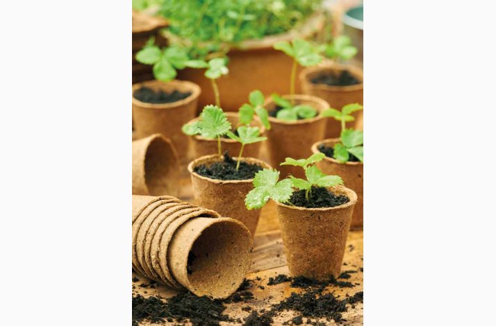 Trfiber potter 24 stk. 6 cm i diameter