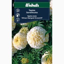 TAGETES SNOWDRIFT (min. 40 fr)