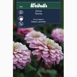 Zinnia Elegans Dream Lavender - Frkenhat (min. 65 fr)