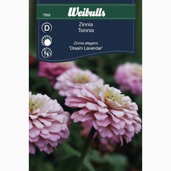 Zinnia Elegans Dream Lavender - Frkenhat (min. 65 fr)