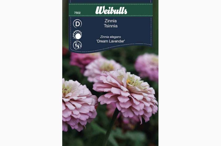 Zinnia Elegans Dream Lavender - Frkenhat (min. 65 fr)