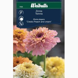 Zinnia elegans Peaches and Cream - Frkenhat (min. 30 fr)