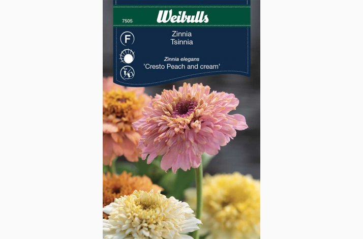 Zinnia elegans Peaches and Creame - Frkenhat (min. 30 fr)