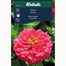 Zinnia Ezquisite - Frkenhat (min. 45 fr)