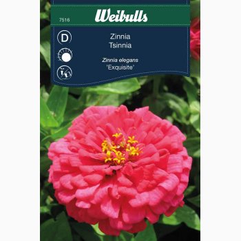 Zinnia Ezquisite - Frkenhat (min. 45 fr)