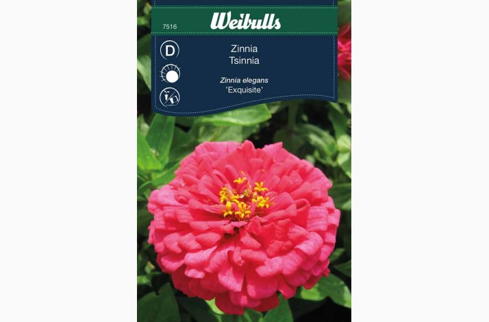Zinnia Ezquisite - Frkenhat (min. 45 fr)