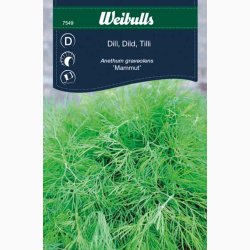 Dildfr Anethum graveolens Dild Mammut - Bladdild