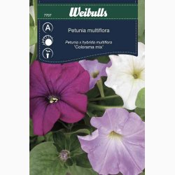 Petunia multiflora 'Colorama mix'- Petunia (min. 50 fr)