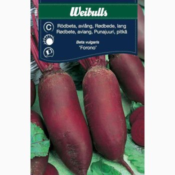 R�dbede � Beta vulgaris �Forono� � Fr� (r�kker til ca. 5�7 m)