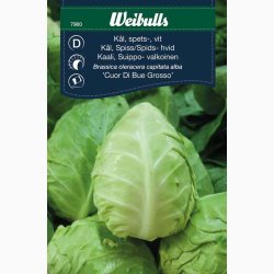 Spidsk�lsfr� Cour Di Bue Grosso Spidsk�l - Fr� (r�kker til ca. 80 planter)