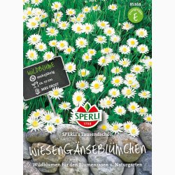 Bellis Perennis - Eng Tusindfryd