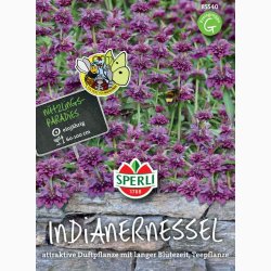 Monarda citriodora - Citron Monarda