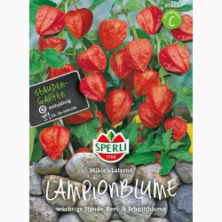 Physalis alkekengi Mikie's Laterne- Japansk Lygte